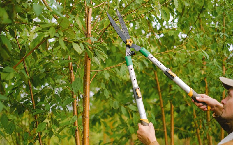Tree trimming in Corona, SD