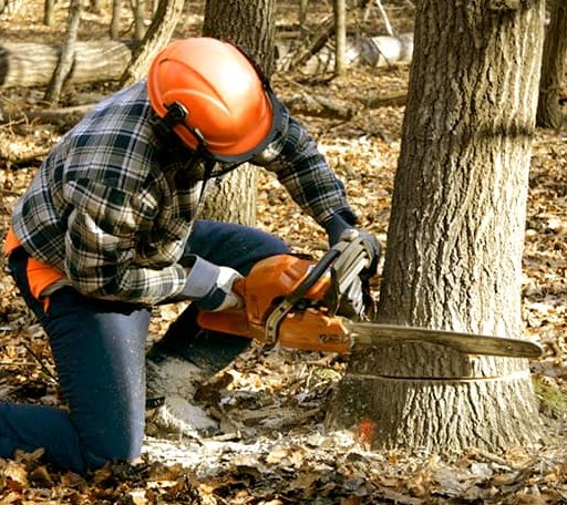 Tree Removal in Corona, SD